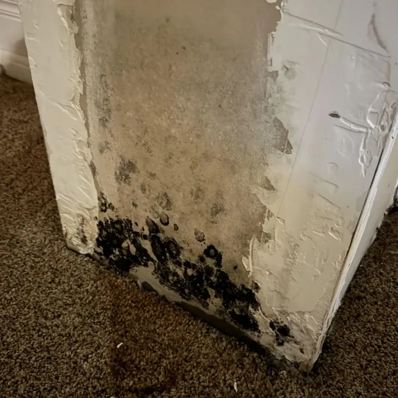 Professional Mold Removal in Weirton, WV